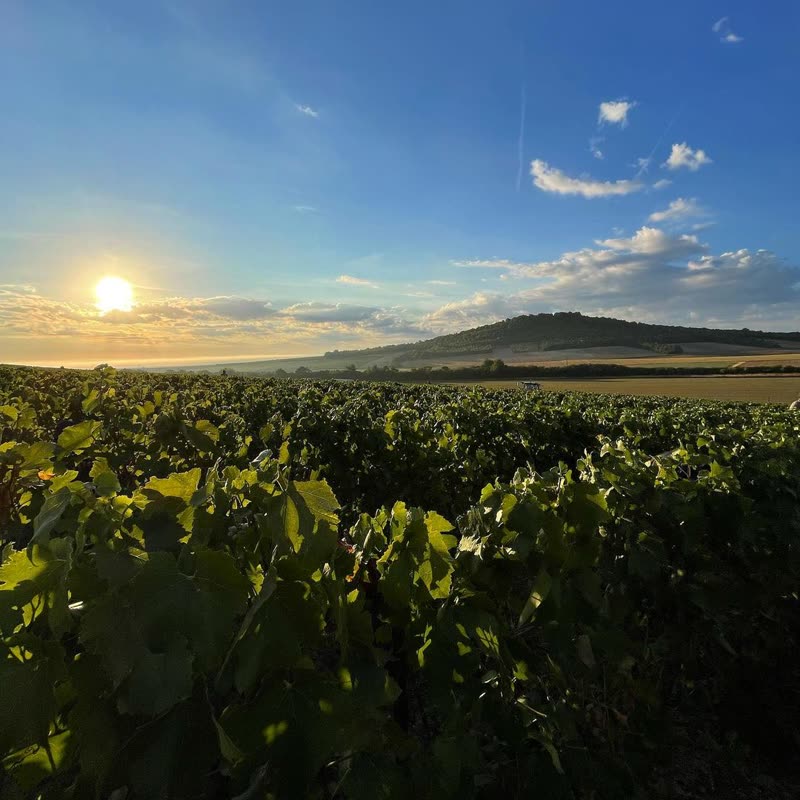 Lever de soleil sur la parcelle des Guichauds qui donne sur le vignoble de la