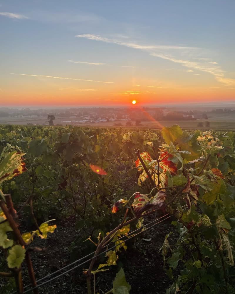 Lever du soleil sur le vignoble..