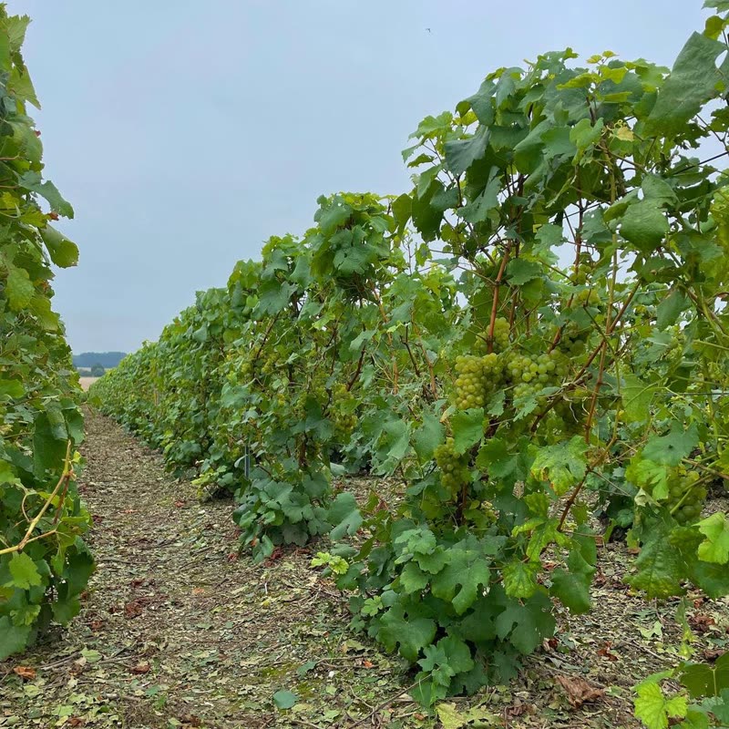 Vendanges 2021 🍇